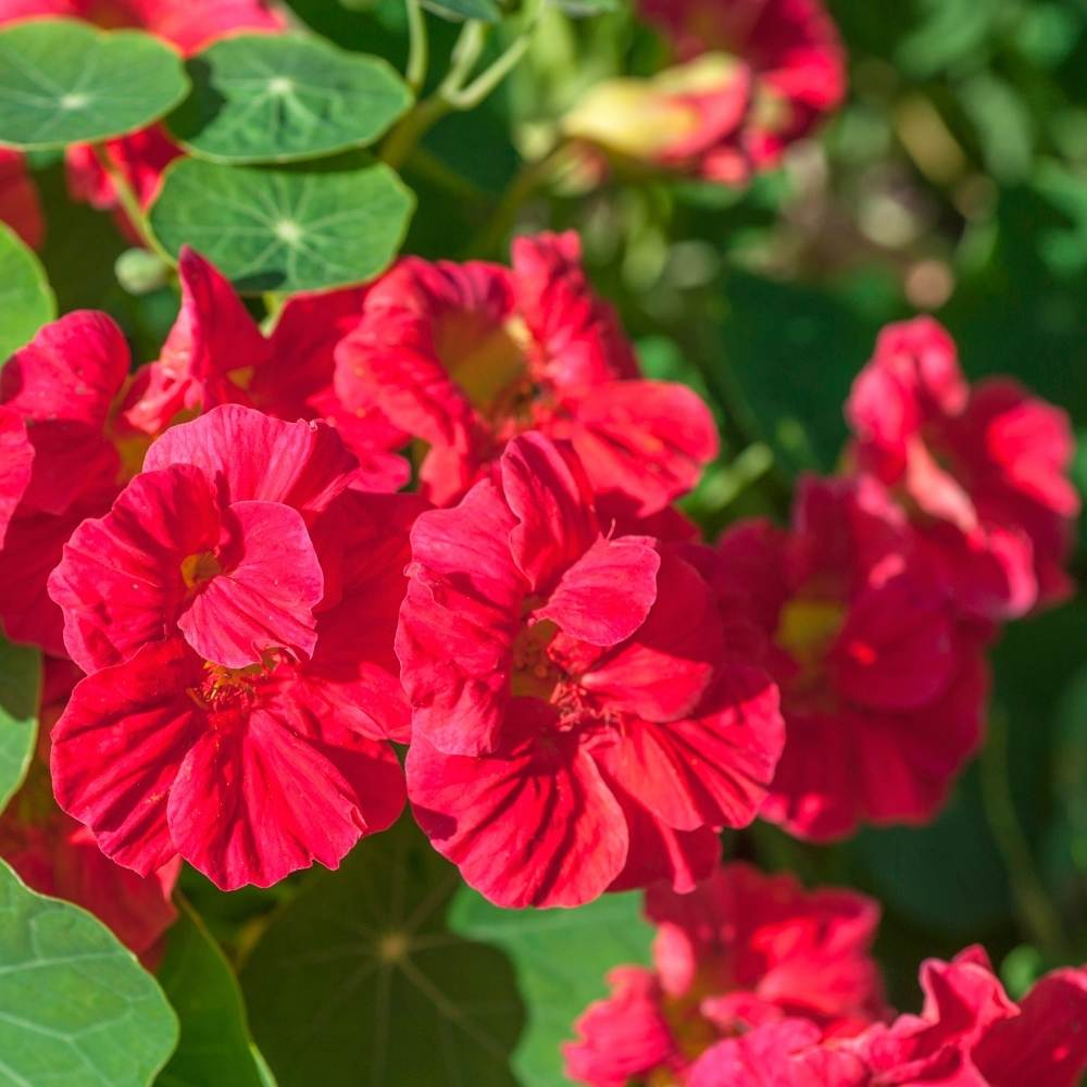 Nasturtium Jewel of Africa Mix Seeds