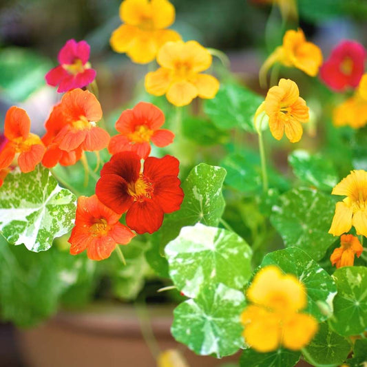 Nasturtium Variegated Mix Seeds