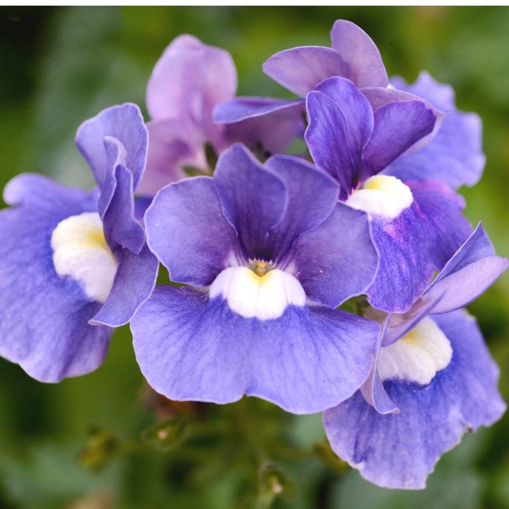 Nemesia Blue and White Seeds