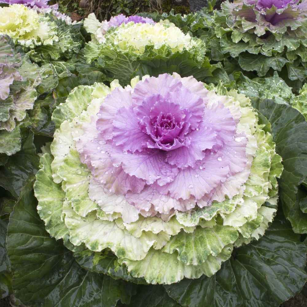 Ornamental Kale Fringed Leaves Mix Seeds