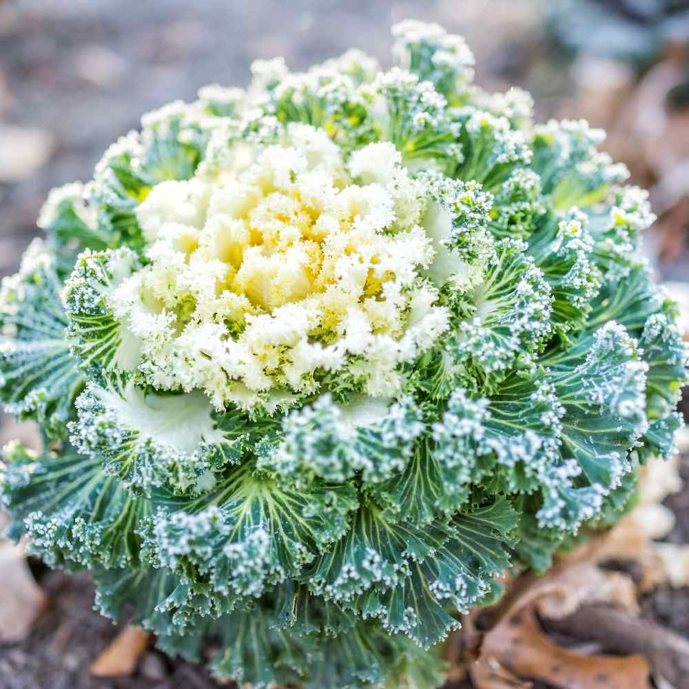 Ornamental Kale Round Leaves Mix Seeds