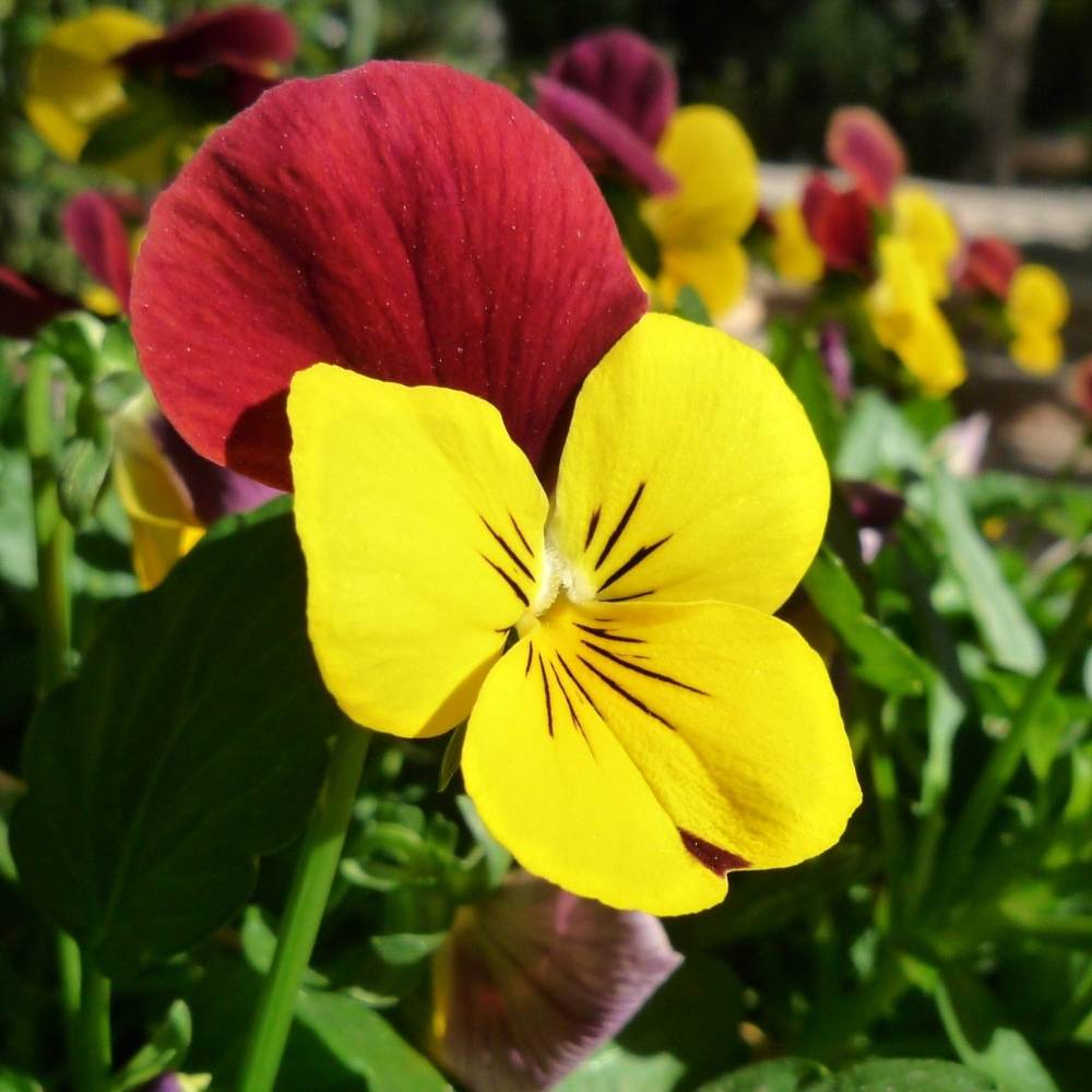 Pansy Swiss Giant Mix Seeds