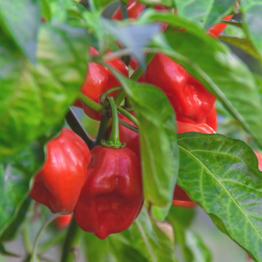 Pepper Habanero Red Seeds