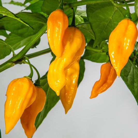 Pepper Habanero Yellow Seeds