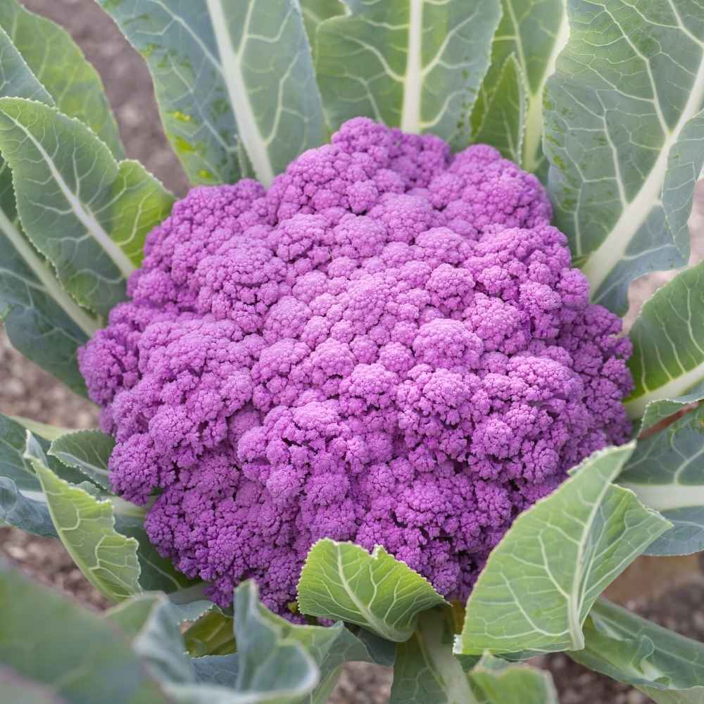 Pink Cauliflower Seeds Hybrid