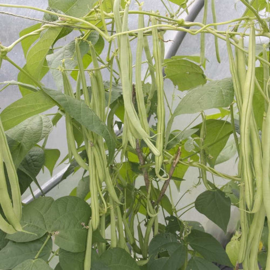 Pole Beans Selection Sanchi Seeds