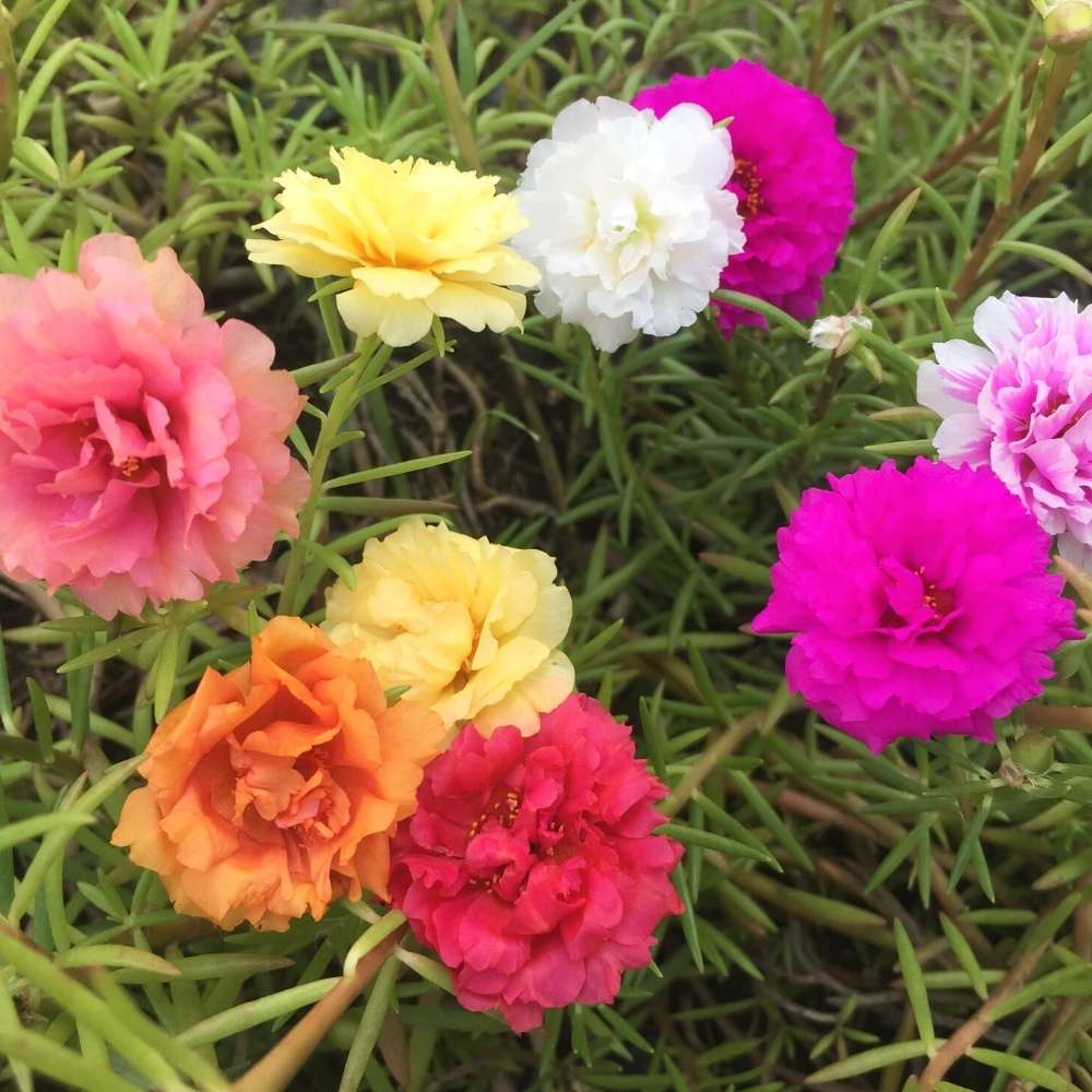 Portulaca Grandiflora Double Mix Seeds