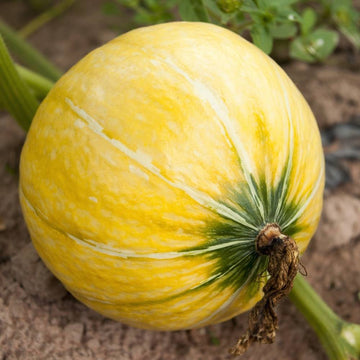Pumpkin F1 Surya P-10 Seeds
