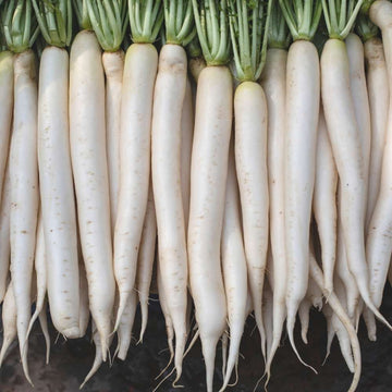 Radish F1 Great Long White Seeds