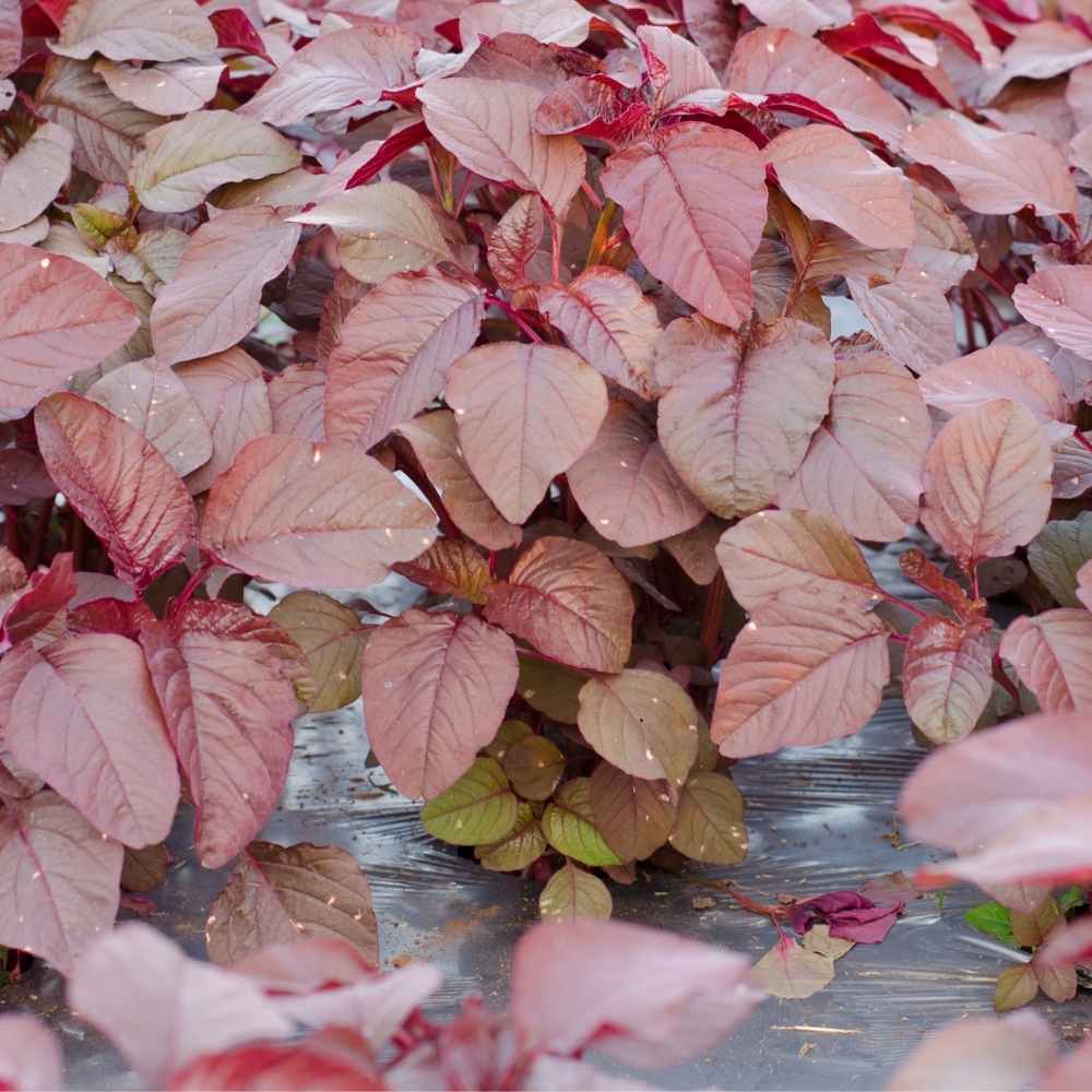 Red amaranth Seeds