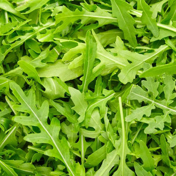 Rocket/Rucola Leaves Cultivated Seeds
