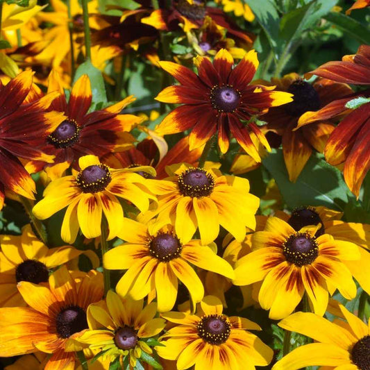 Rudbeckia Rustic Dwarf Mixed Seeds