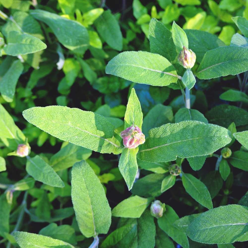 Sage Broad Leaf Seeds