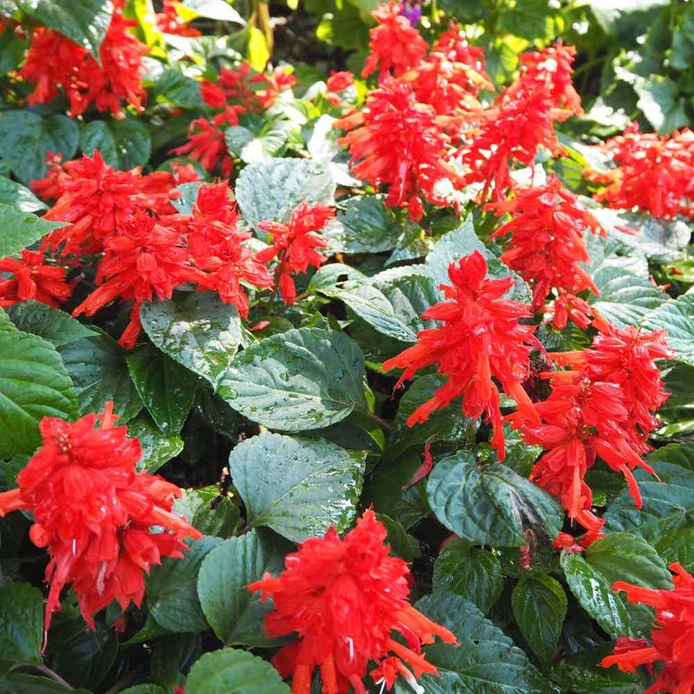 Salvia Blaze Of Fire Seeds