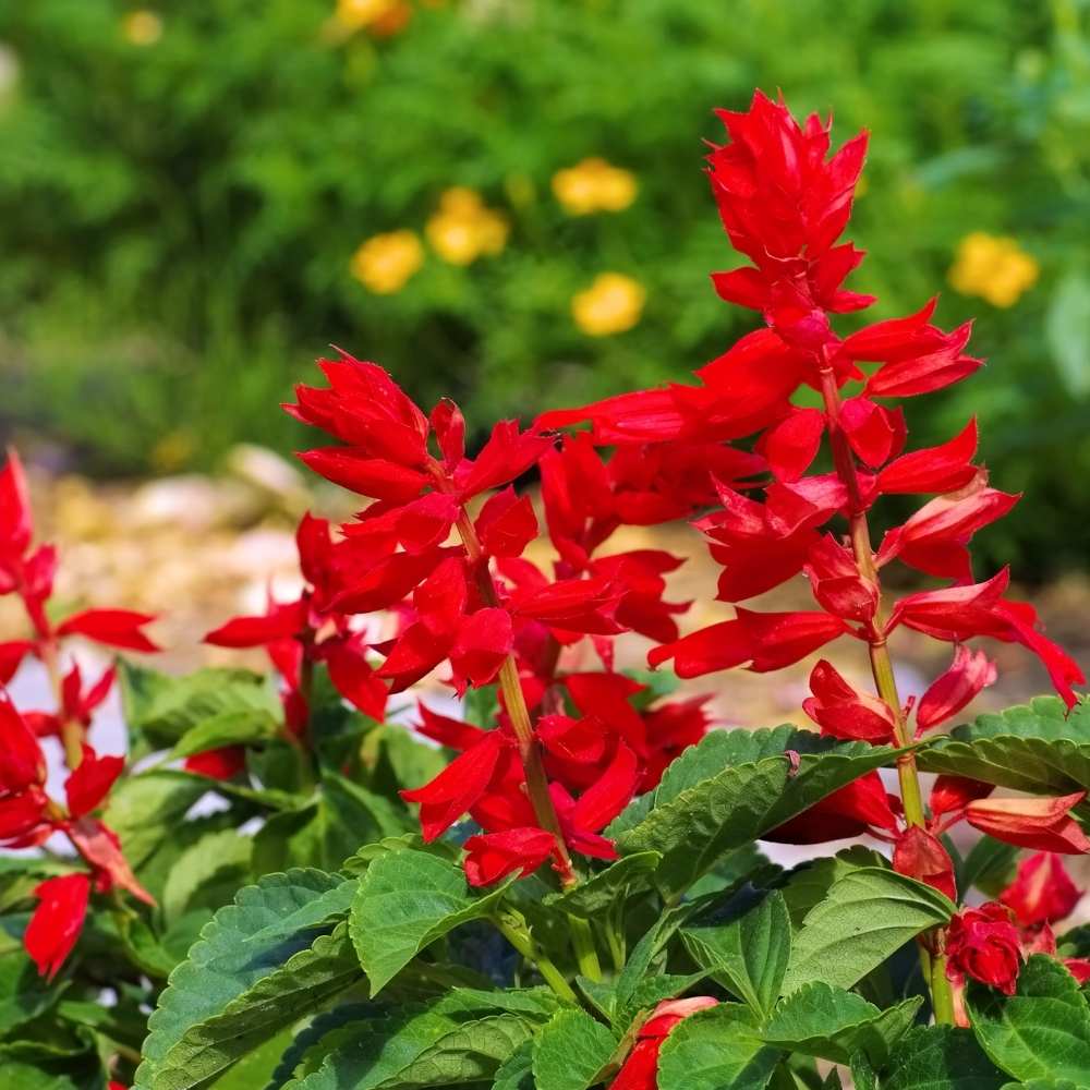 Salvia Splendens Saint John’s Fire Seeds