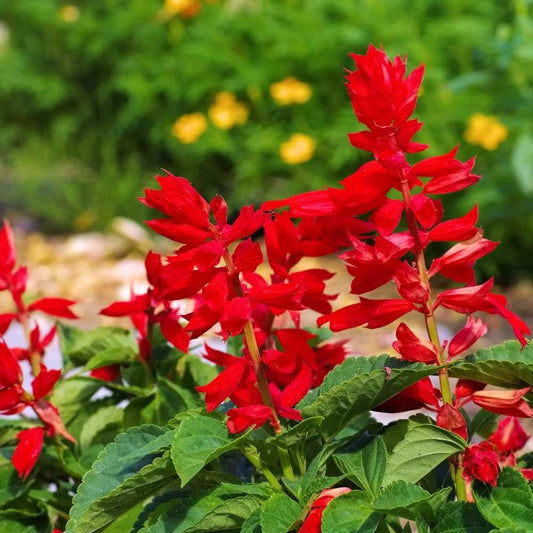 Salvia Splendens Saint John’s Fire Seeds