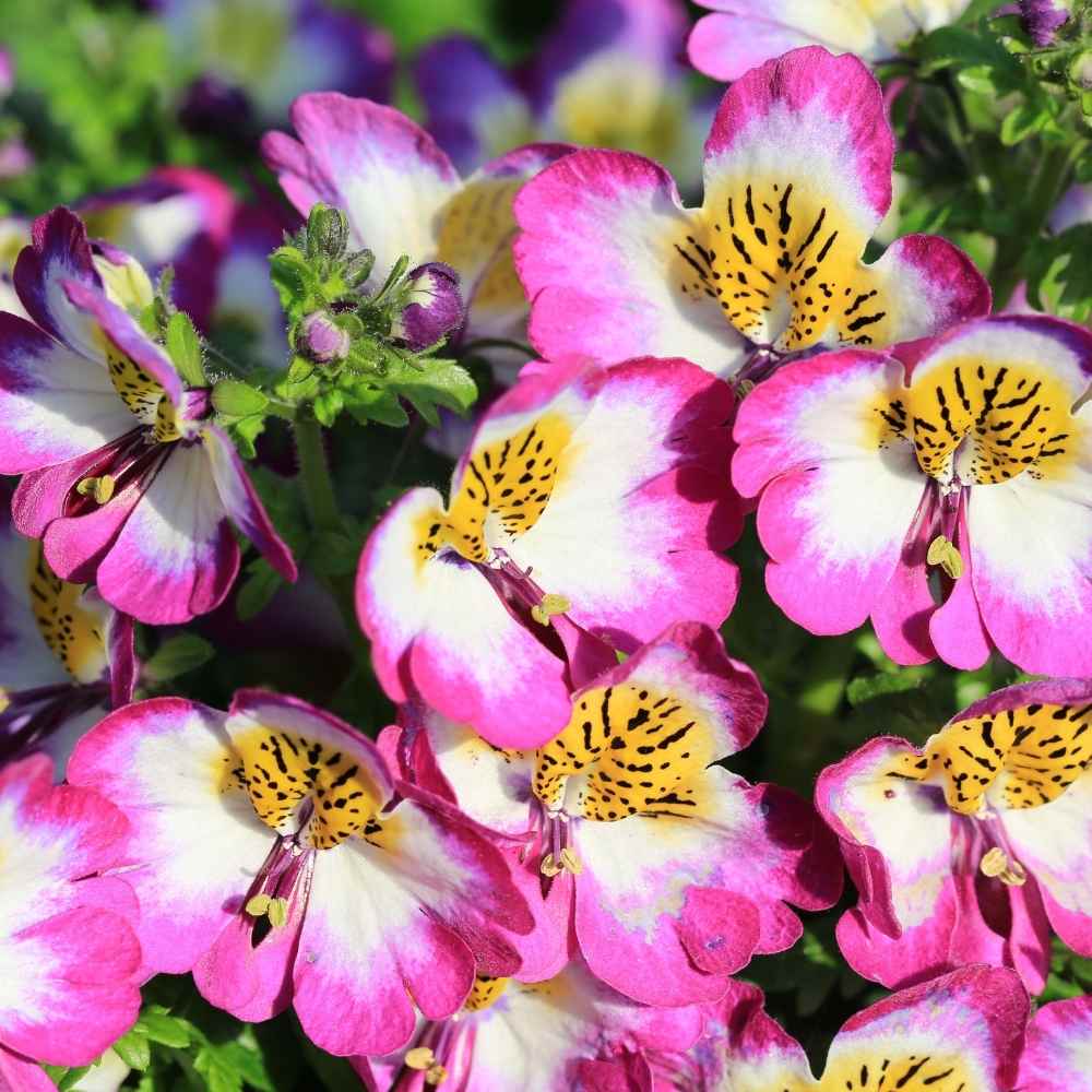 Schizanthus Angel Wings Mix Seeds