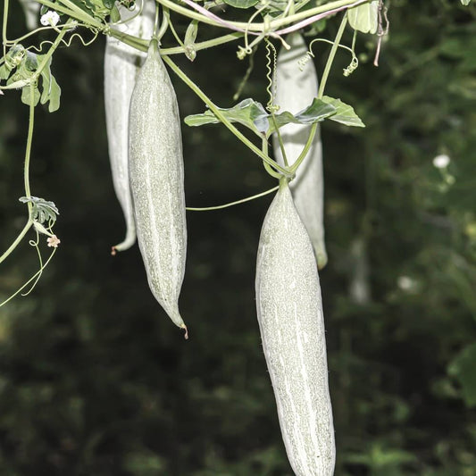 Snake Gourd Dwarf White Short Seeds