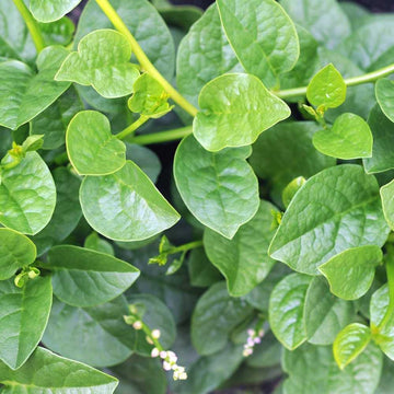 Spinach Malabar Seeds