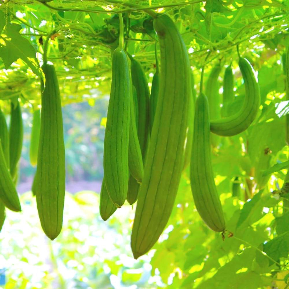 Sponge Gourd (luffa or gilki) Seeds - 12 Seeds (गिलकी के बीज) Easy To ...