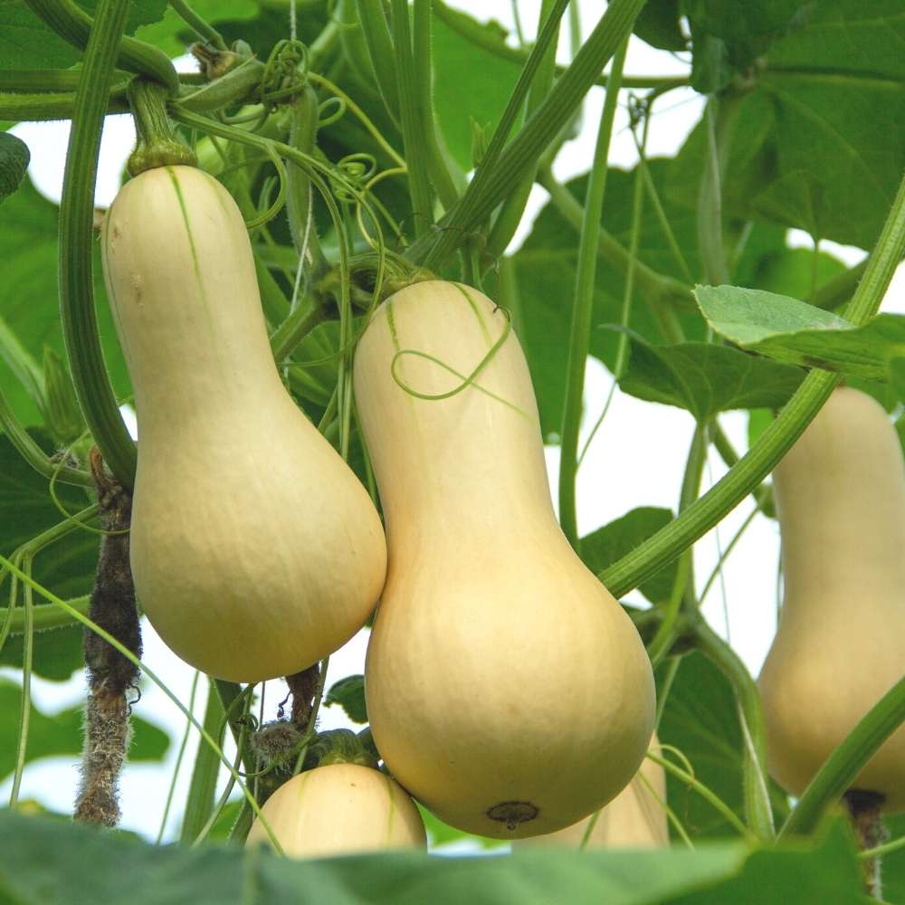 Squash Walthum Butternut Seeds