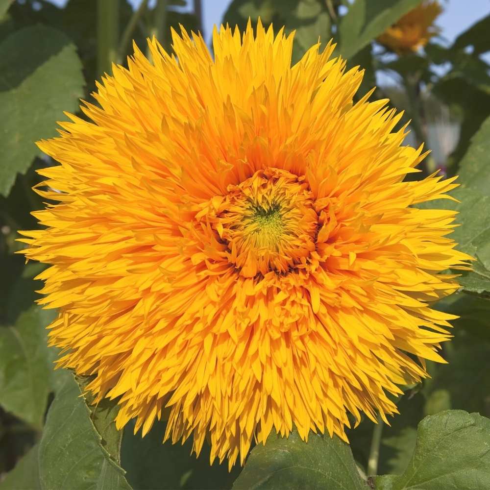 Sunflower Double Flowered Seeds Orange