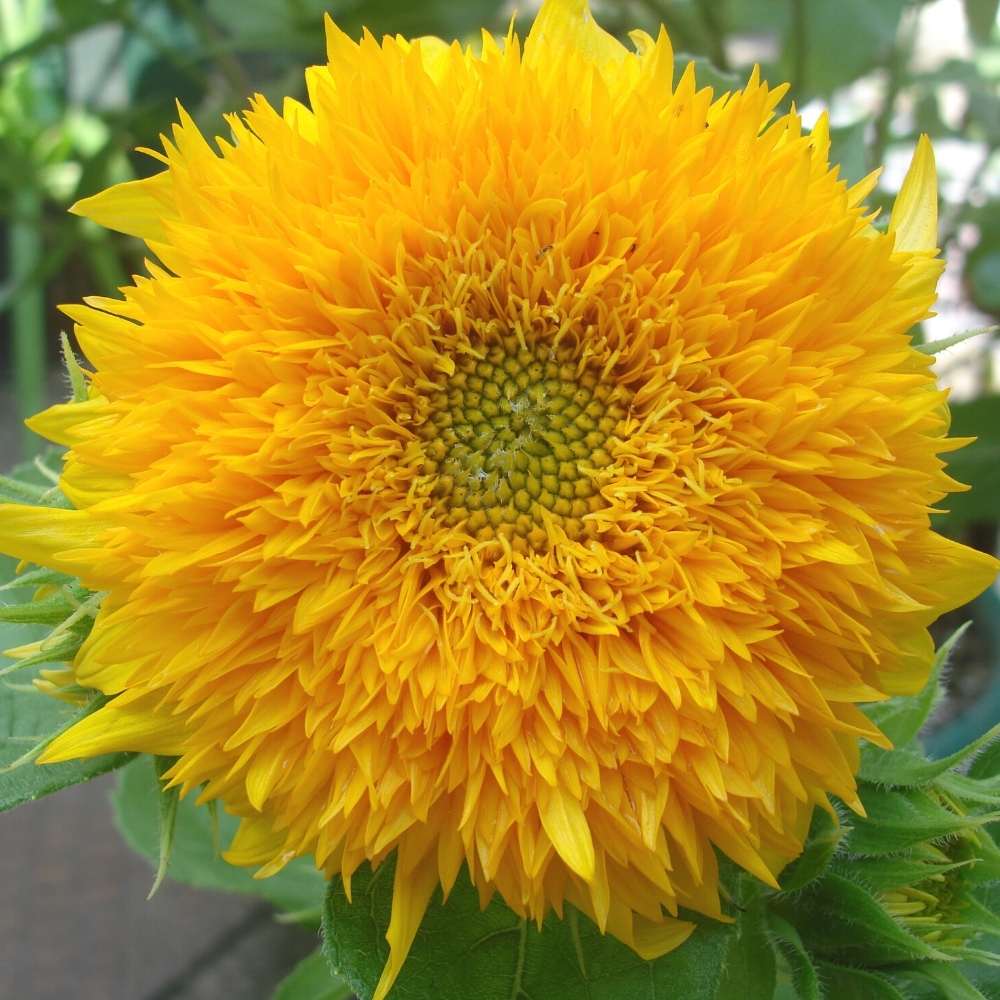 Sunflower Teddy Bear Seeds