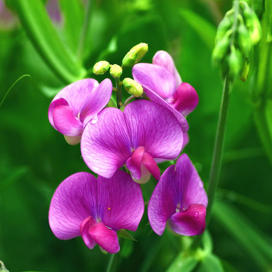 Sweet Peas Seeds