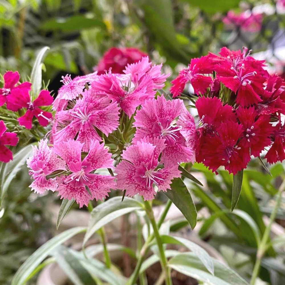 Sweet William Wee Willie Mix Seeds