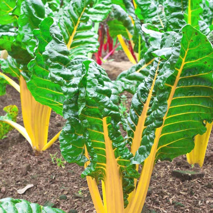 Swiss Chard Bright Yellow Imp Seeds