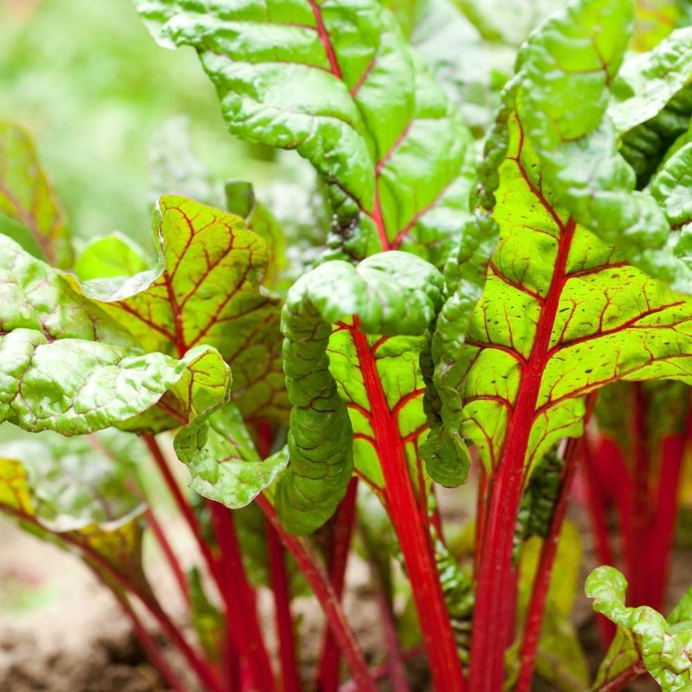 Swiss Chard Red Imported Seeds