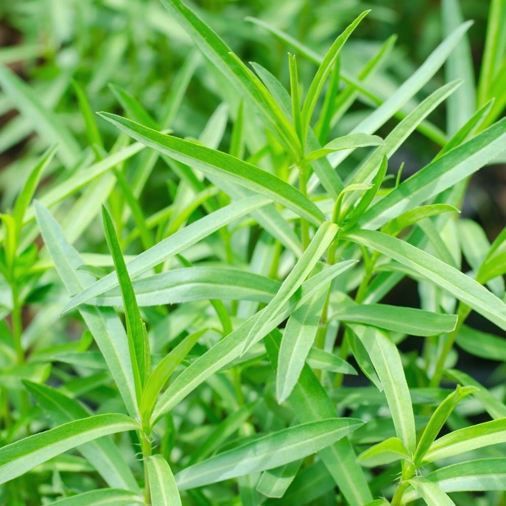 Tarragon Imported Seeds