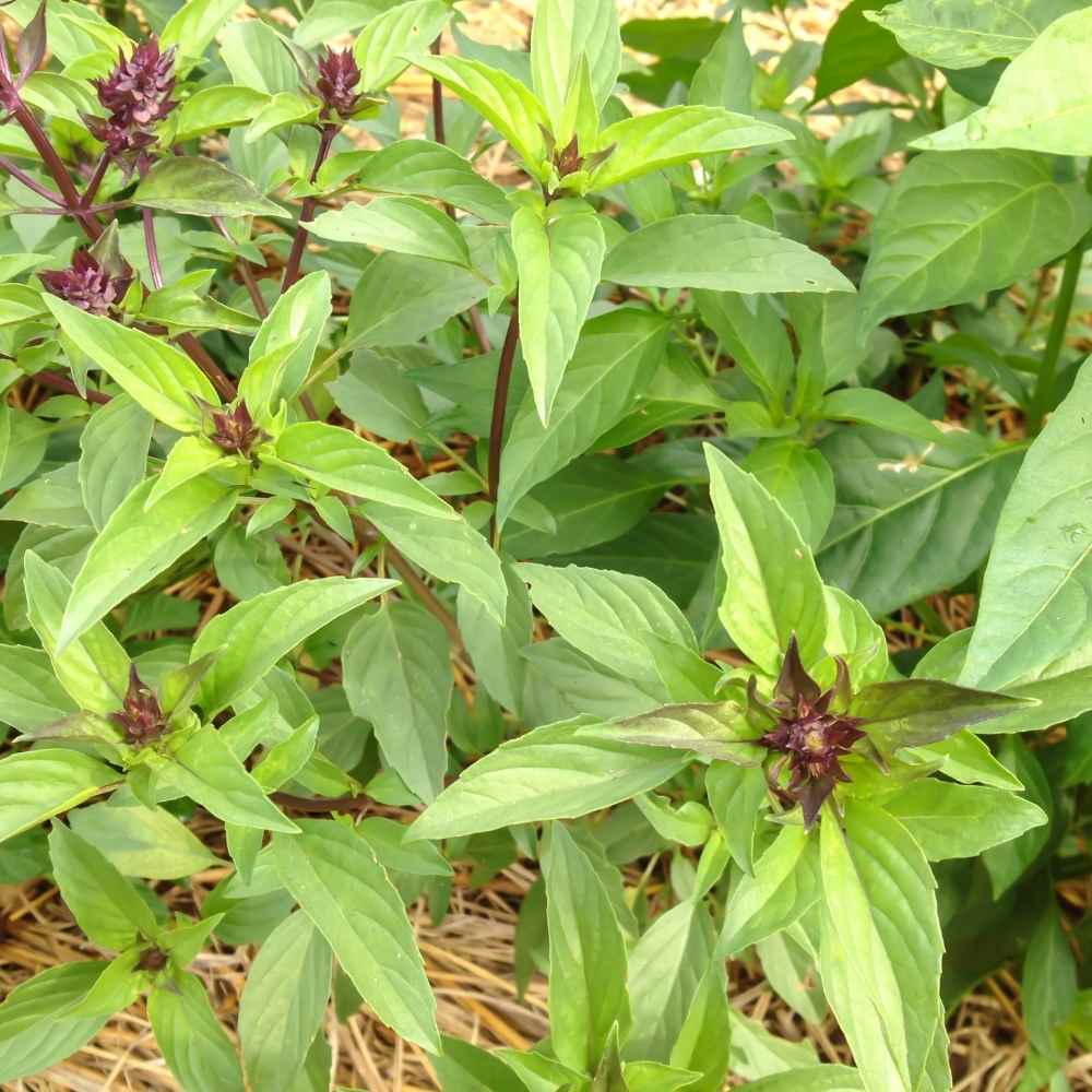 Thai Basil Seeds