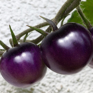 Tomato Black Purple Seeds