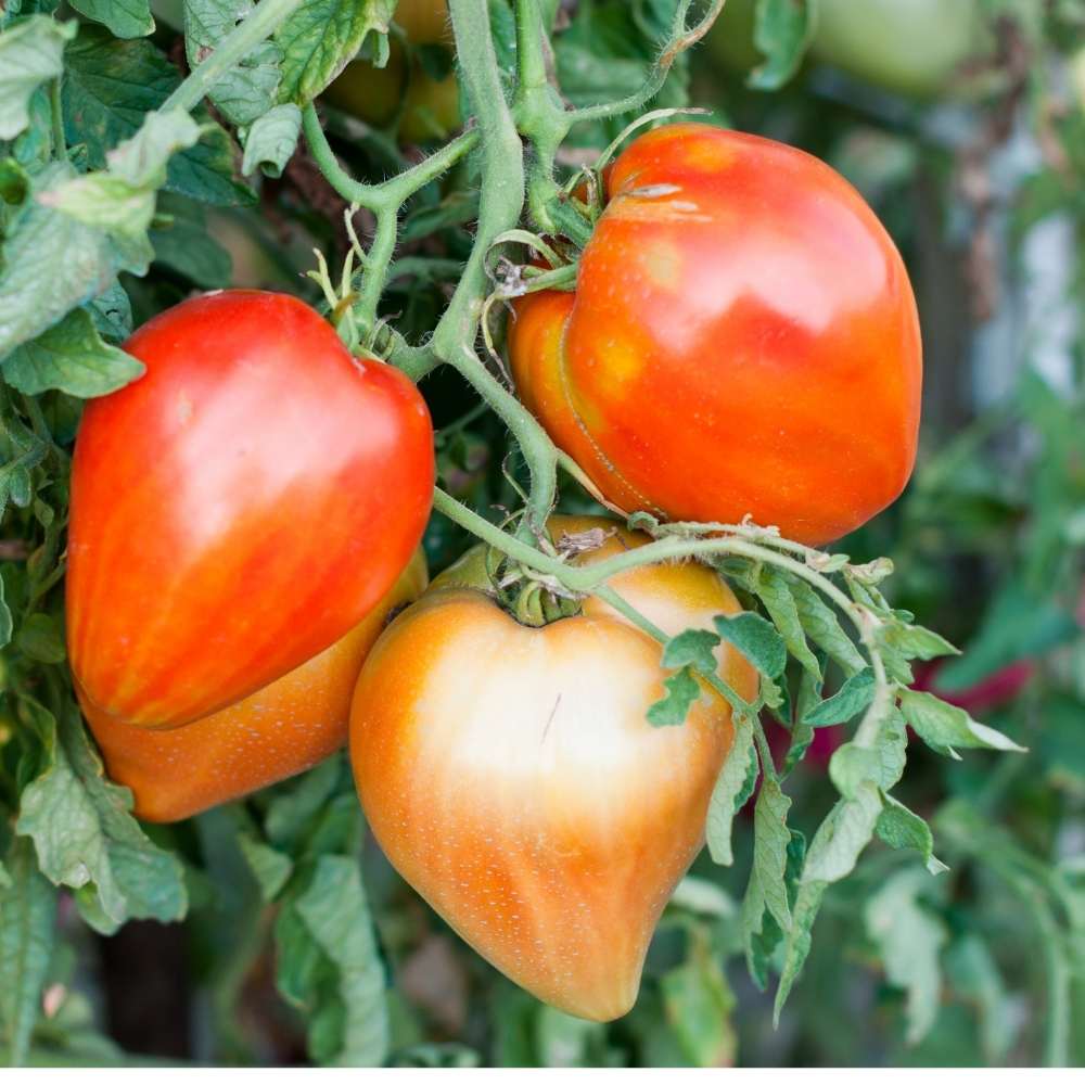 Tomato Heirloom Oxheart Seeds
