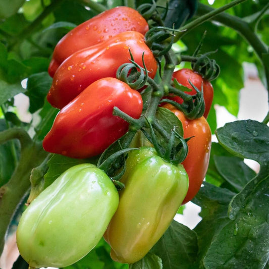 Tomato Heirloom San Marzano 3 Seeds