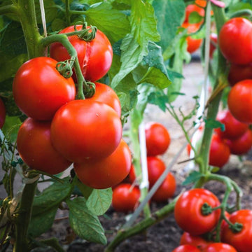 Tomato Seeds F1 Hybrid