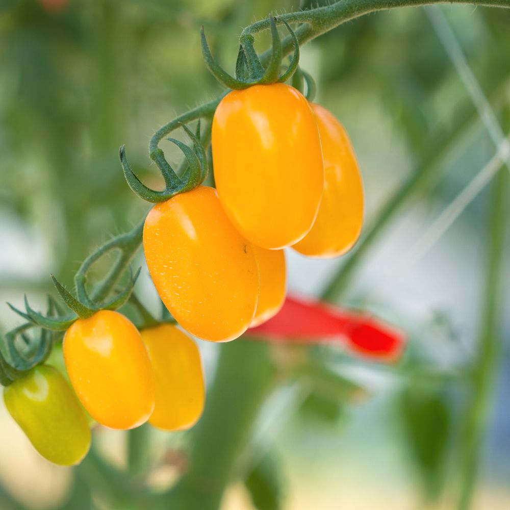 Tomato Yellow Grapes Seeds