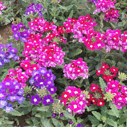 Verbena Idle Florist Mix Seeds