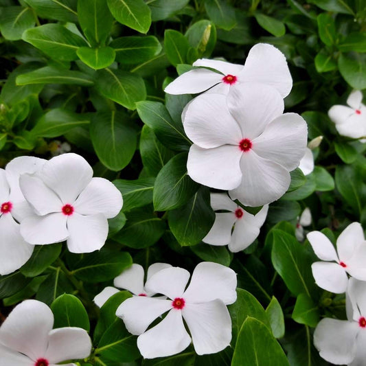 Vinca Cora Cascade Polka Dot Mix Seeds