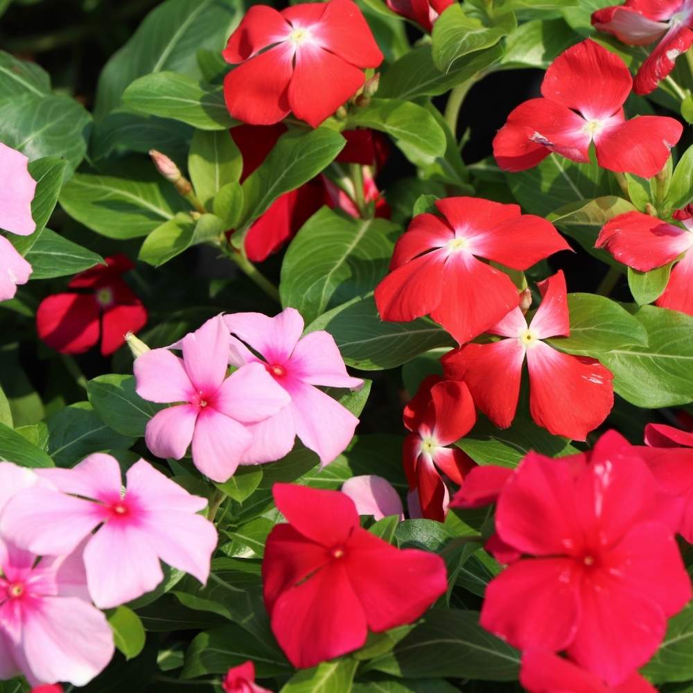 Vinca Pacifica XP Mix Hybrid Seeds
