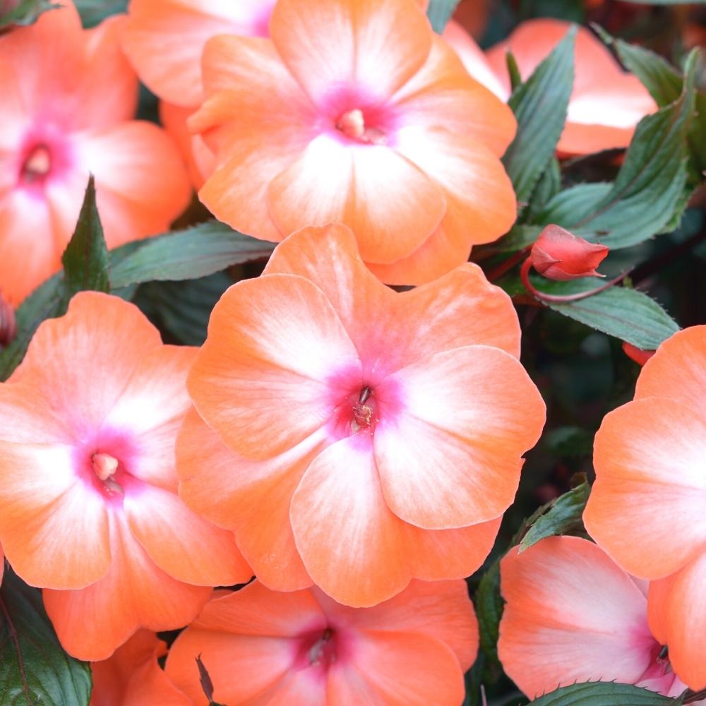 Vinca Pacifica XP Orange Seeds