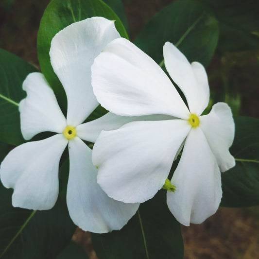 Vinca Pacifica XP White Seeds