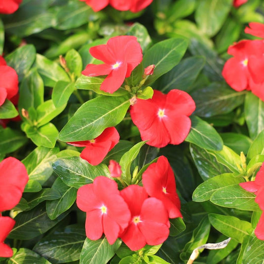 Vinca Red Hybrid Seeds