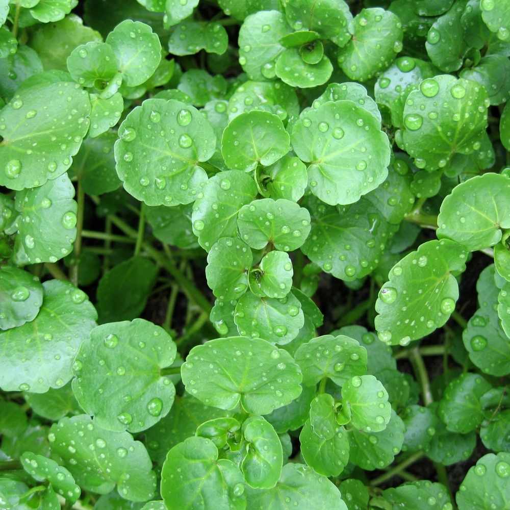 Water Cress Imported Seeds