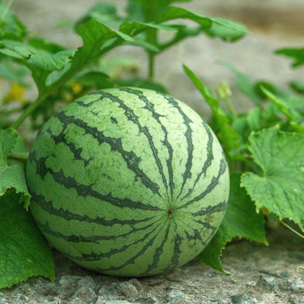 Watermelon Striped Oval Hybrid Seeds