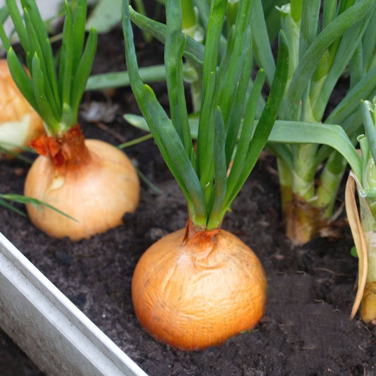 Yellow Onion (Pyaj) Seeds