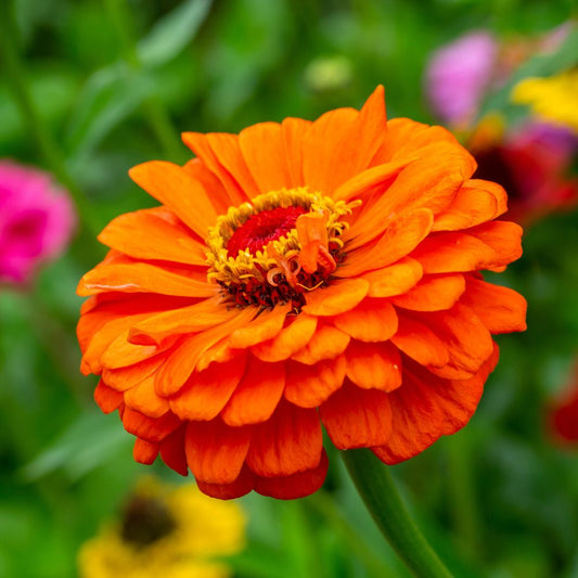 Zinnia F1 Tall Orange Hybrid Seeds