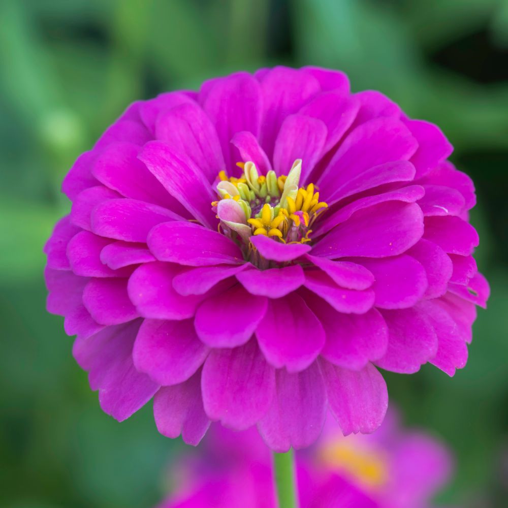 Zinnia F1 Tall Purple Hybrid Seeds