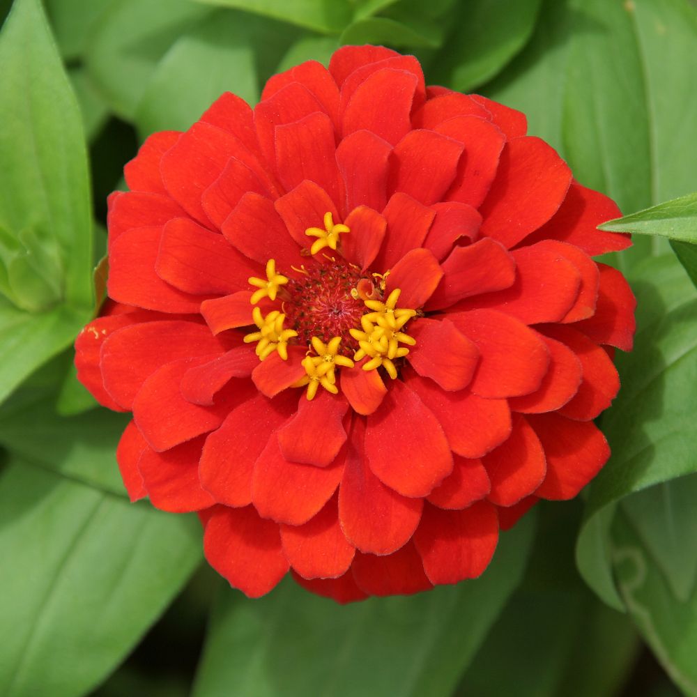 40 Seeds Zinnia Deep Red Giant Dahlia Flowered 40 Seeds Zinnia Deep Red Giant Dahlia Flowered